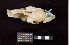 Foto eines Schneckenreiters aus Porzellan (NHMW-ZOO-MO-0081100-ETH-002)